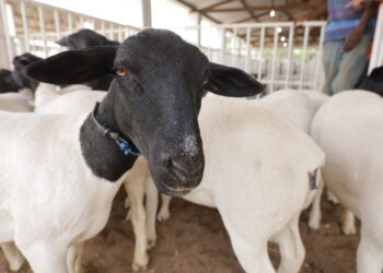 Bahia celebra Dia Nacional da Pecuária com recorde no rebanho de ovinos e caprinos