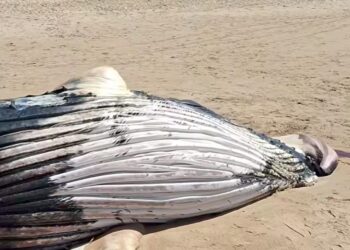 Baleia jubarte encontrada morta na Praia do Flamengo