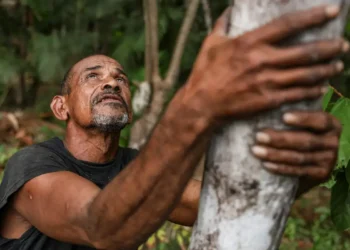 Projeto transforma áreas de queimada em produção sustentável no Marajó