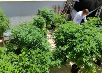 AGU pede mais tempo para regular uso da cannabis medicinal