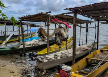 Início do defeso da piracema restringe pesca comercial no país
