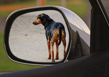 Comunicação animal e políticas públicas: quando a imprensa muda leis