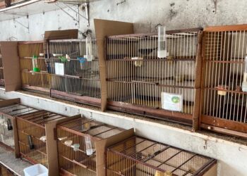 Inema acolhe e reabilita aves apreendidas em operação deflagrada pela Polícia Federal em Salvador