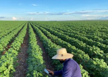 Bahia deve registrar avanço agrícola em 2026 com crescimento na maioria das culturas