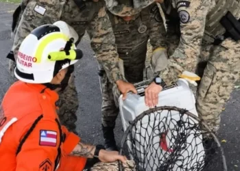 Brotas: pavão é resgatado em ação conjunta da PM e do Corpo de Bombeiros