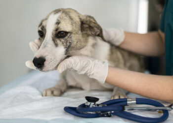 Novembro Azul Pet: UNIFACS oferece atendimento veterinário gratuito para cães e gatos