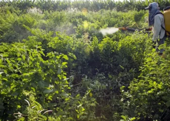 Agrotóxicos atingem população já em vulnerabilidade, diz especialista