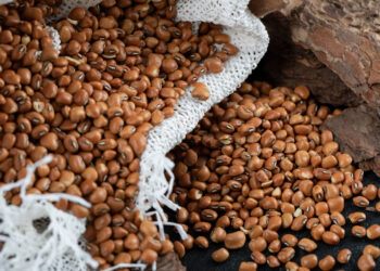 Milho, feijão e cacau vão impulsionar crescimento da produção agrícola baiana em 2026, aponta IBGE