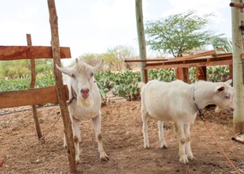 Seagri celebra 130 anos com avanços históricos em 2025