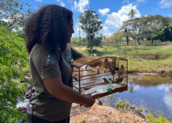 Ações de reabilitação do CETAS garante retorno de mais de 15 animais silvestres ao habitat natural