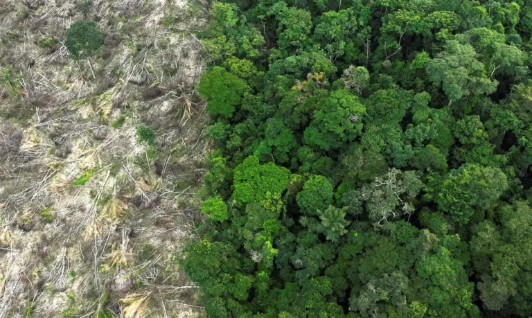amazônia