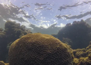 El Niño afeta ecossistema marinho no Oceano Atlântico, diz estudo