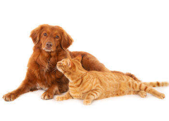 Dúvidas sobre onde deixar seu pet nas férias? Entenda o que importa na escolha da hospedagem