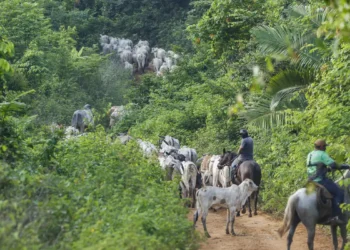 Vaqueiro contratado pelo Ibama é morto em terra indígena no Pará