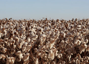 Verão aumenta produtividade agropecuária na Bahia com monitoramento e tecnologia