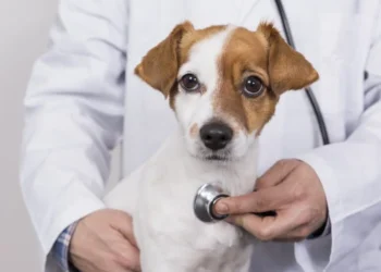 Férias: A importância do check-up para animais em espaços compartilhados