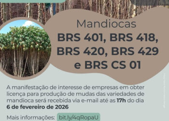 Embrapa lança edital para licenciamento de produtores de mudas de mandioca