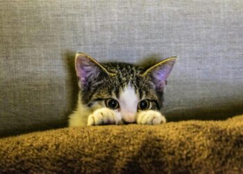 Unifacs promove oficina de verão gratuita sobre transtornos implícitos na violência contra animais