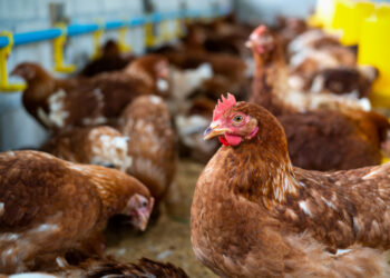 Bahia lidera avicultura no Nordeste com crescimento de 16,3% em ovos e 152 milhões de aves
