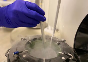 Cresce busca por técnicas de preservação da fertilidade no Brasil