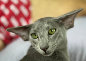 Mostra de Gatos da GatoGrupo promove experiência educativa sobre o universo felino em Lauro de Freitas