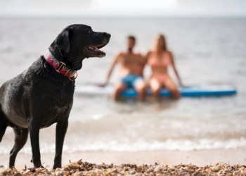 Verão exige atenção redobrada com a saúde dos pets
