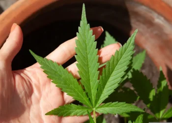 Anvisa discute nesta quarta regras para a produção de cannabis no país