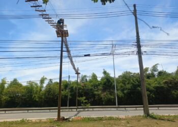 Prefeitura inaugura passagem de fauna na Avenida Pinto de Aguiar para reduzir atropelamentos de animais silvestres