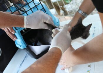 Conselho de Veterinária alerta para doença que afeta gatos