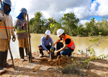Caju, ipê, jacarandá e pitanga: BYD planta mais de 15 mil mudas nativas da Mata Atlântica em Camaçari