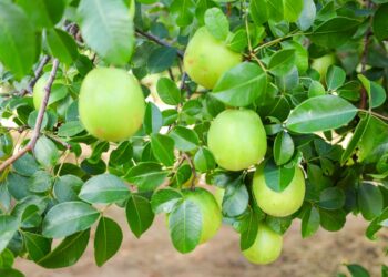 Expansão da produção do umbu gigante é tema de encontro com produtores rurais em Vitória da Conquista