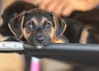 Convívio com animais e ações educativas ensinam a combater violência