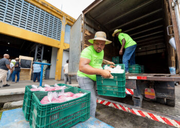 Mais de mil agricultores serão contemplados com entrega de sementes e insumos nesta quarta-feira