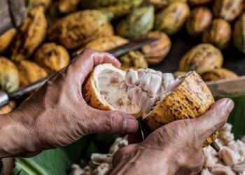 Dia do Cacau: Bahia tem perspectiva de crescimento da produção em 2026 com investimento em qualidade e sustentabilidade