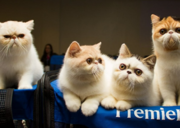 Mostra de Gatos reúne raças raras no Shopping Bela Vista no dia 7 de março
