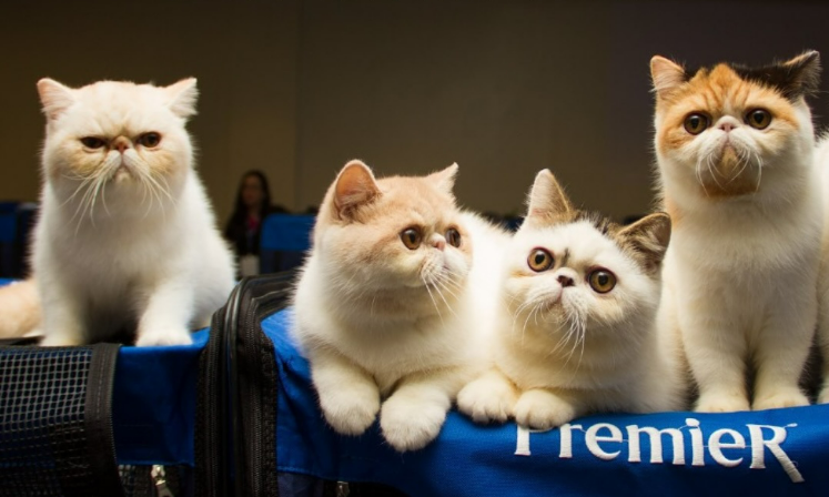 Mostra de Gatos reúne raças raras no Shopping Bela Vista no dia 7 de março
