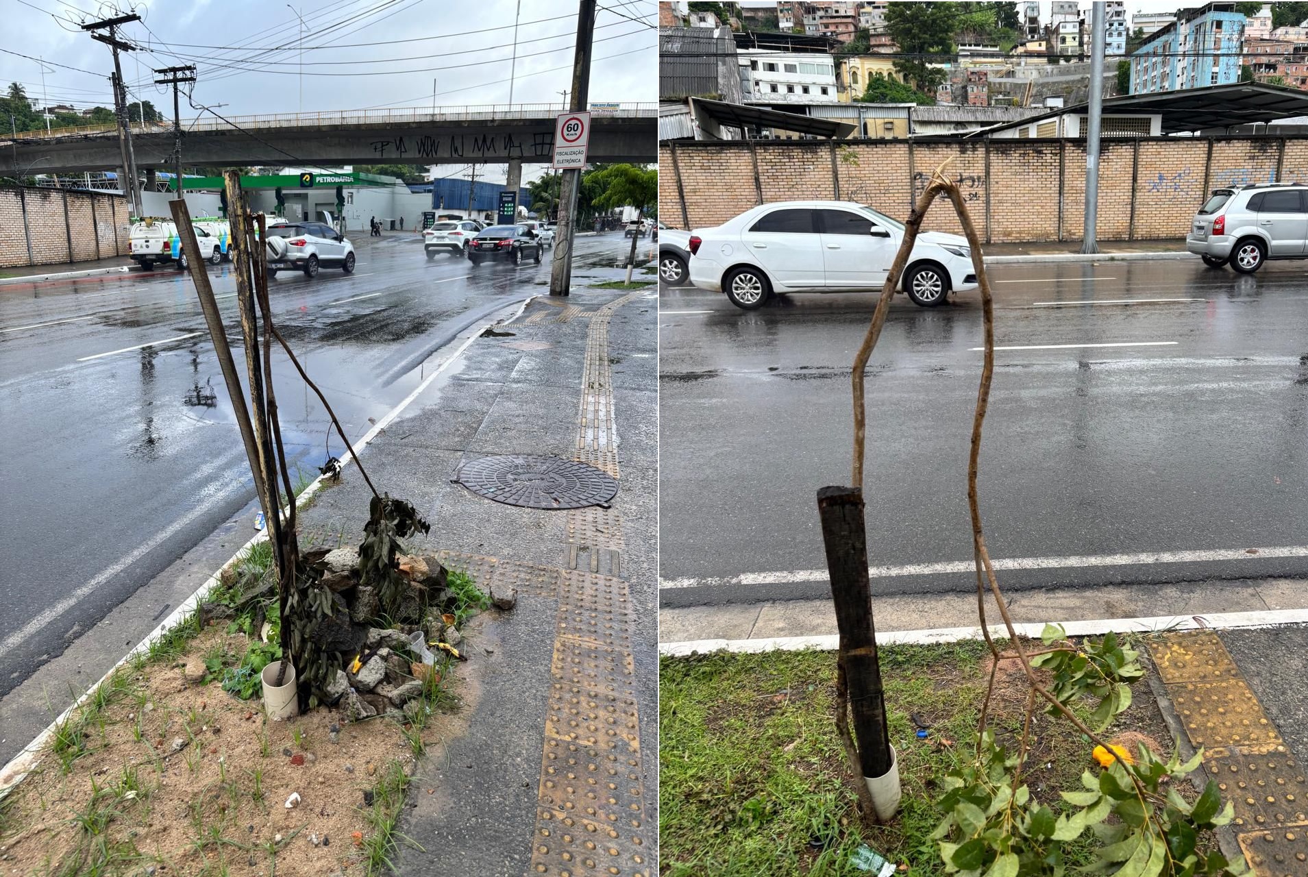 Vandalismo contra mudas ameaça expansão da arborização urbana em Salvador e traz prejuízo de R$ 3 milhões