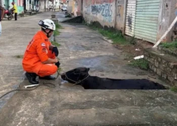 Ipiaú: vaca é resgatada após cair em buraco de rede de esgoto