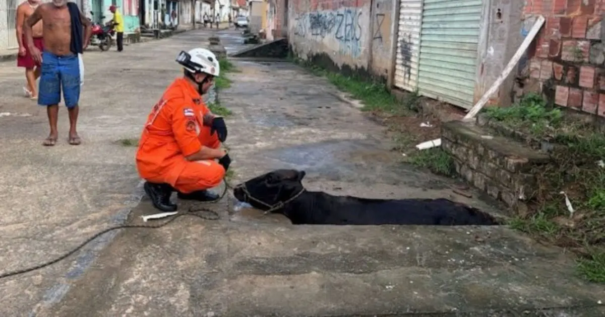 Ipiaú: vaca é resgatada após cair em buraco de rede de esgoto