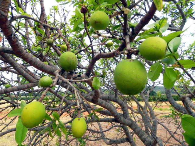 Seagri reúne 12 municípios da Chapada para discutir ampliação de renda com agroextrativismo