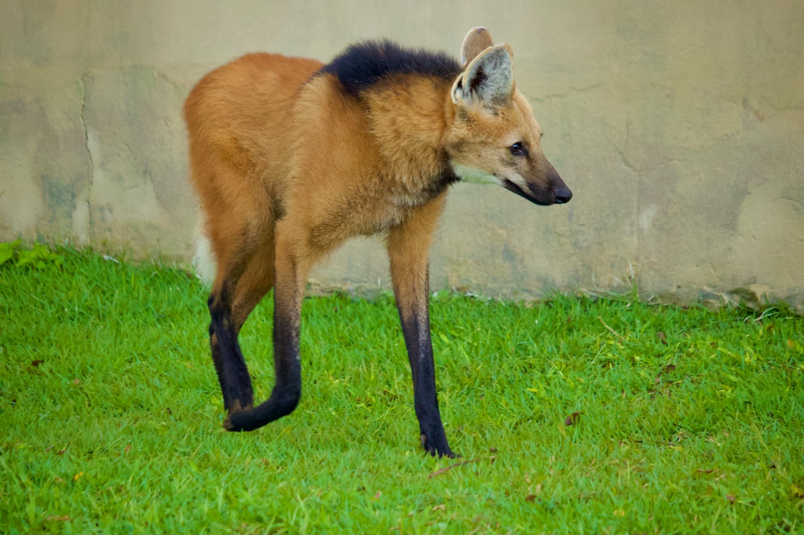 Três lobos-guará chegam ao Zoo Bahia em ação nacional de conservação da espécie