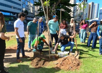 Prefeitura de Salvador inicia plantio de mais de 1 mil mudas de árvores na Avenida ACM