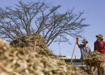 Sistemas agroecológicos de quatro biomas são criados em Brasília