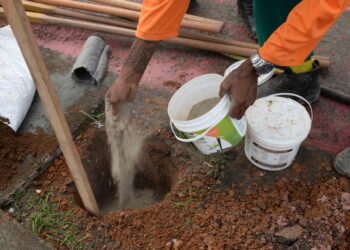 Prefeitura oferece programa Plante no Passeio para ampliar arborização de Salvador