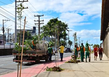 Ambientaliza Salvador: Prefeitura promove plantio de 50 mudas de árvores na orla de Amaralina