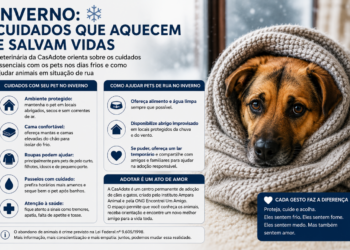 Frio exige atenção redobrada com pets; veterinária orienta sobre cuidados no inverno