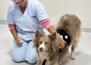 Cão terapeuta Lútche leva acolhimento e humanização à Maternidade e Hospital da Criança Deputado Alan Sanches