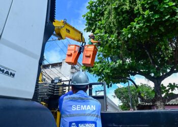 Poda preventiva contribui para reduzir acidentes e conservar arborização urbana; saiba como solicitar serviço