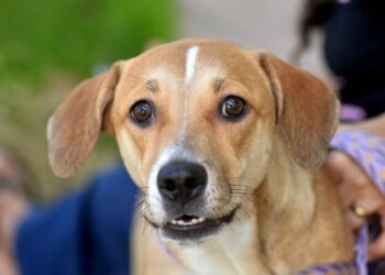 Prefeitura de Salvador reforça conscientização e alerta sobre crime de abandono de animais