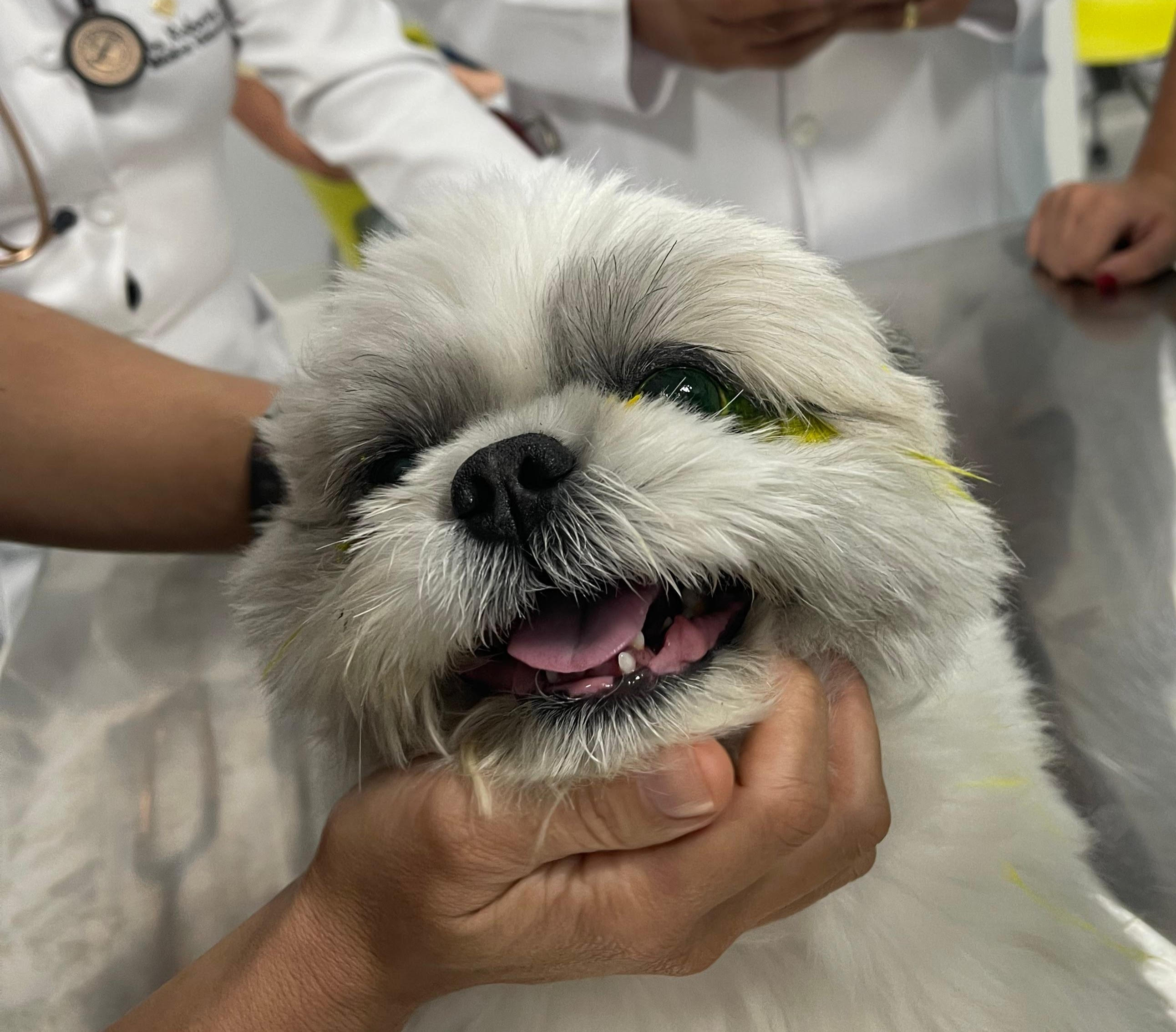 Clínica Veterinária da Unijorge promove ação voltada à prevenção de doenças oculares em cães e gatos